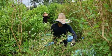 Empresa indígena colombiana de coca cuestiona marca registrada de Coca-Cola