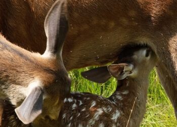 «Bambi, una aventura en el bosque», una película de Michel Fessler