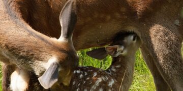 «Bambi, una aventura en el bosque», una película de Michel Fessler