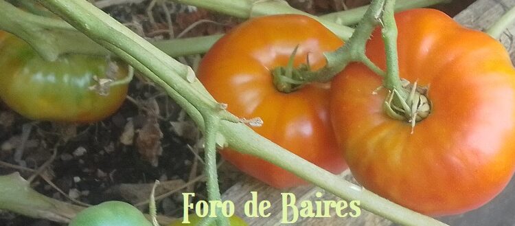 Degustación de tomates criollos en FAUBA: recuperando sabores con inteligencia colectiva