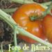 Degustación de tomates criollos en FAUBA: recuperando sabores con inteligencia colectiva