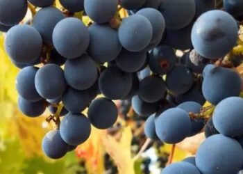 Qué es el raspón y por qué ganó espacio en la elaboración de vino