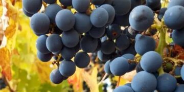 Qué es el raspón y por qué ganó espacio en la elaboración de vino