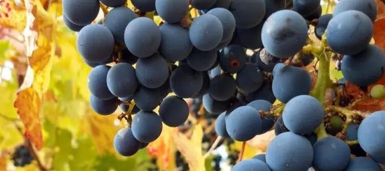 Qué es el raspón y por qué ganó espacio en la elaboración de vino