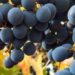 Qué es el raspón y por qué ganó espacio en la elaboración de vino