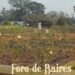 Buenos Aires fue ubicada como la ciudad con más espacios verdes de Latinoamérica