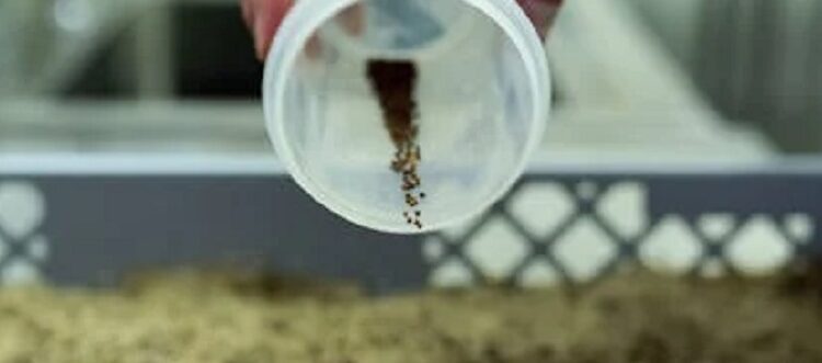 La FAUBA impulsa una tecnología láser innovadora para el análisis de semillas