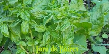 Volatilidad cambiaria, cosecha en marcha y tensiones globales: el agro argentino en la encrucijada