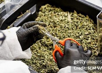 Científicos argentinos logran prevenir el dolor generado por quimioterapia con formulaciones conteniendo derivados del cannabis