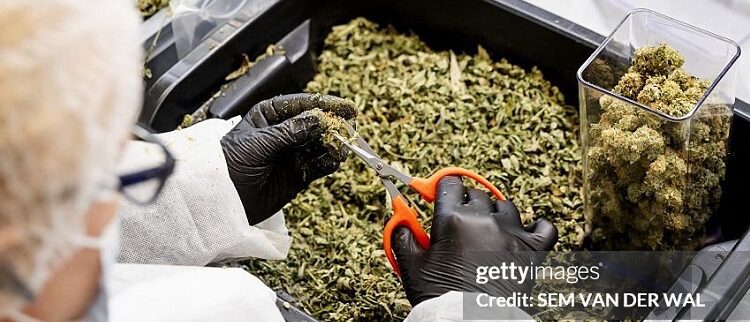 Científicos argentinos logran prevenir el dolor generado por quimioterapia con formulaciones conteniendo derivados del cannabis
