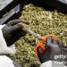 Científicos argentinos logran prevenir el dolor generado por quimioterapia con formulaciones conteniendo derivados del cannabis