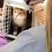 Servicios gratuitos de castración y vacunación antirrábica para perros y gatos