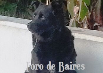 Los perros están entrando en una nueva fase evolutiva impulsada por los humanos