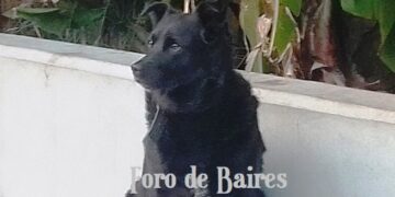 Los perros están entrando en una nueva fase evolutiva impulsada por los humanos