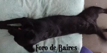 Dónde tienen que dormir los perros cuando hace frío