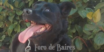Palermo festeja el día del amigo a full en un encuentro pet friendly