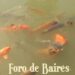 Científicos confirman que los peces sienten dolor «intenso e inimaginable» durante hasta 25 minutos después de ser atrapados