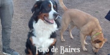 Castración y vacunación antirrábica gratuita para perros y gatos