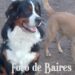 Castración y vacunación antirrábica gratuita para perros y gatos