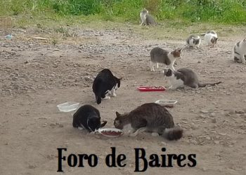Atención veterinaria gratuita en la Ciudad