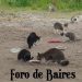 Atención veterinaria gratuita en la Ciudad