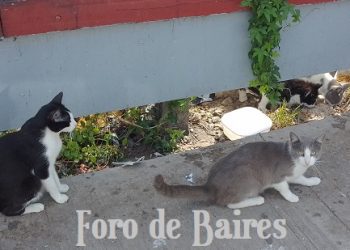 La UBA lanzó una diplomatura en entretenimiento felino