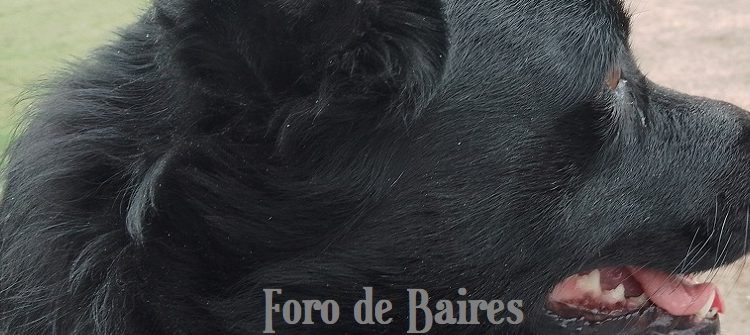 Centros fijos e itinerantes de atención veterinaria