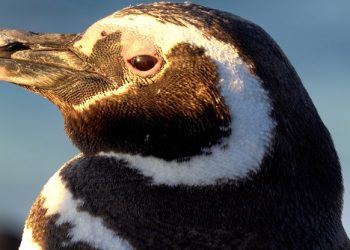 “El Señor de los Pingüinos”: documental sobre Pablo Borboroglu, ganador del «Premio Nobel a la Conservación»