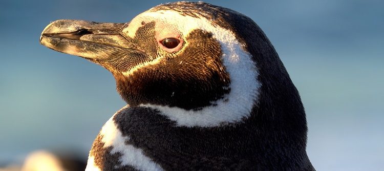 “El Señor de los Pingüinos”: documental sobre Pablo Borboroglu, ganador del «Premio Nobel a la Conservación»