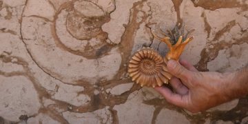 Se abre la convocatoria para participar en la Semana de Arqueología y Paleontología