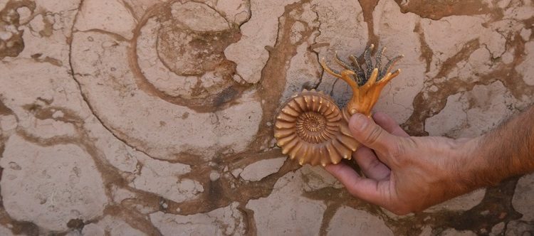 Se abre la convocatoria para participar en la Semana de Arqueología y Paleontología