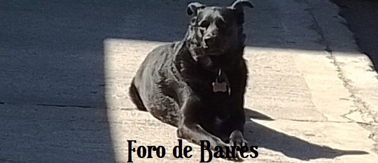 La Legislatura porteña aprobó una nueva ley que endurece las sanciones por maltrato animal en la Ciudad