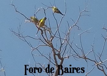 Estudios confirman que escuchar el canto de los pájaros reduce el estrés y mejora la salud mental