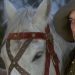 «El viaje del capitán Fracassa» es una de las peliculas del Canal AMC que se presenta en el mes de Noviembre