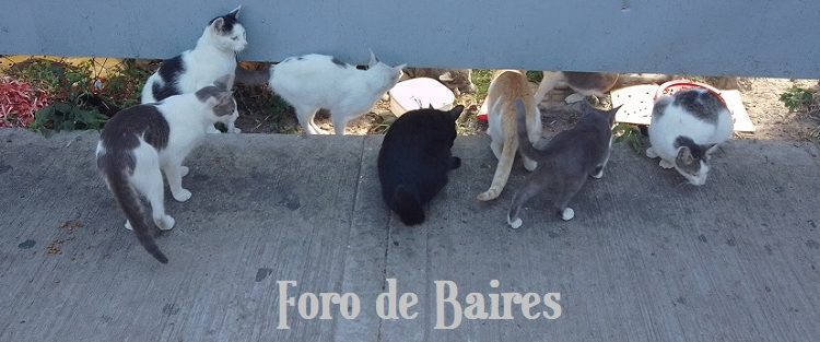 La UBA abre una diplomatura sobre entrenamiento felino