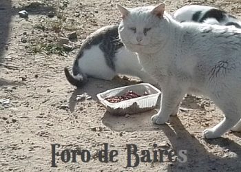 Impulsan un registro nacional de maltratadores de animales