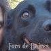 Los 7 puntos que los perros odian de sus dueños