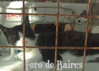 El Gobierno autorizó a viajar con mascotas en trenes y micros