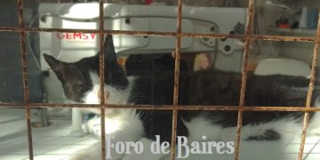 El Gobierno autorizó a viajar con mascotas en trenes y micros