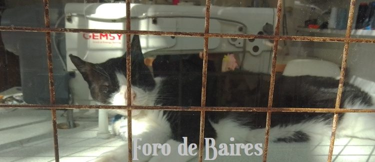 El Gobierno autorizó a viajar con mascotas en trenes y micros