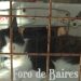 El Gobierno autorizó a viajar con mascotas en trenes y micros