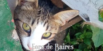 ¿Cómo buscar a un gato perdido?