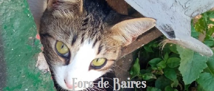 ¿Cómo buscar a un gato perdido?