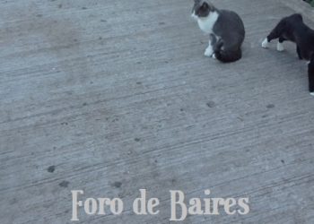 Para proteger a las personas, animales y al ambiente, la Ciudad prohíbe la pirotecnia ruidosa