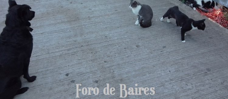 Para proteger a las personas, animales y al ambiente, la Ciudad prohíbe la pirotecnia ruidosa