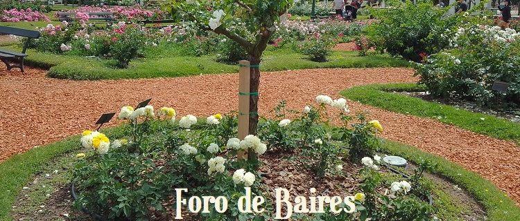 Buenos Aires es una Ciudad que posee tres rosedales para disfrutar