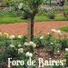 Buenos Aires es una Ciudad que posee tres rosedales para disfrutar