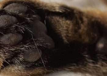 Los gatos eligen a una persona para dormir por una razón muy especial
