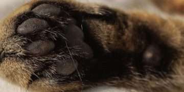 Los gatos eligen a una persona para dormir por una razón muy especial