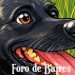 Los perros también pueden sufrir insomnio por estrés